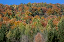 Gernot Singer - Autumn Colors